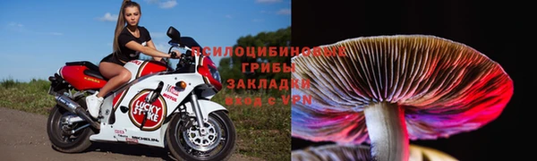 гашик Алексин